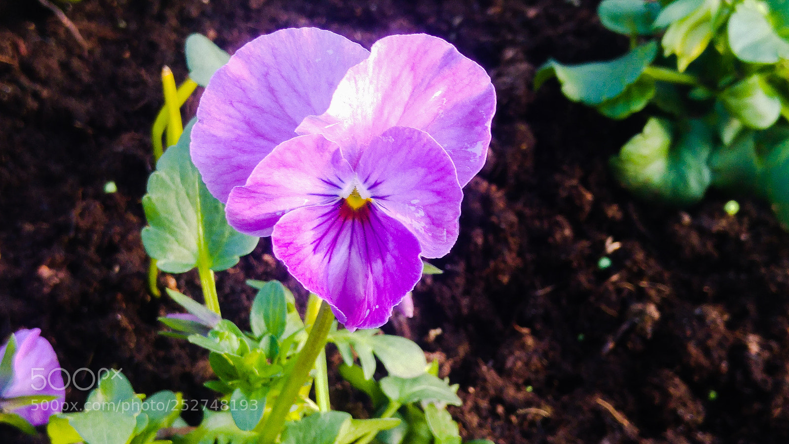 LG G4 sample photo. Lovely flower photography
