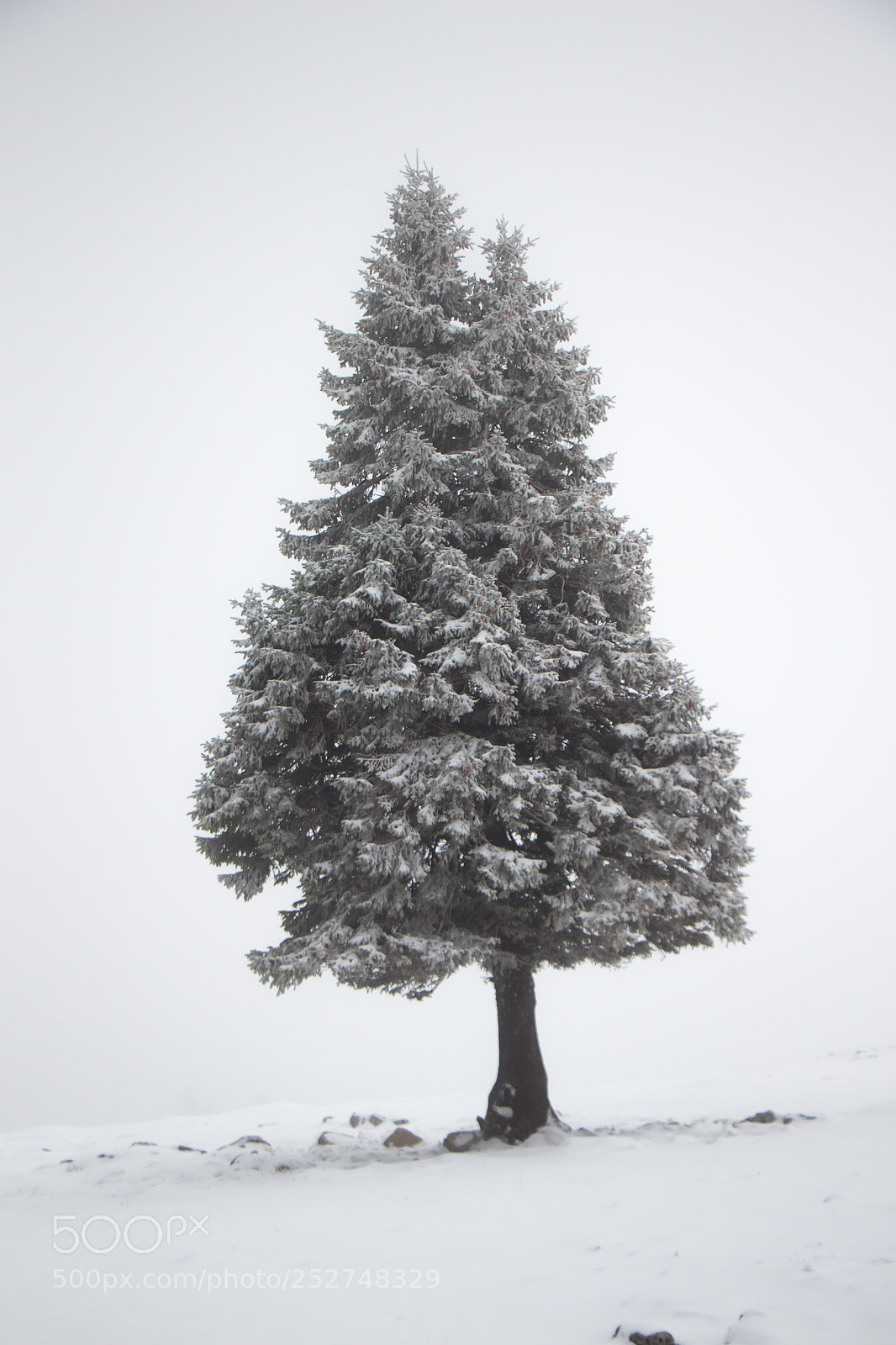 Canon EOS 700D (EOS Rebel T5i / EOS Kiss X7i) sample photo. Sapin dans le froid photography