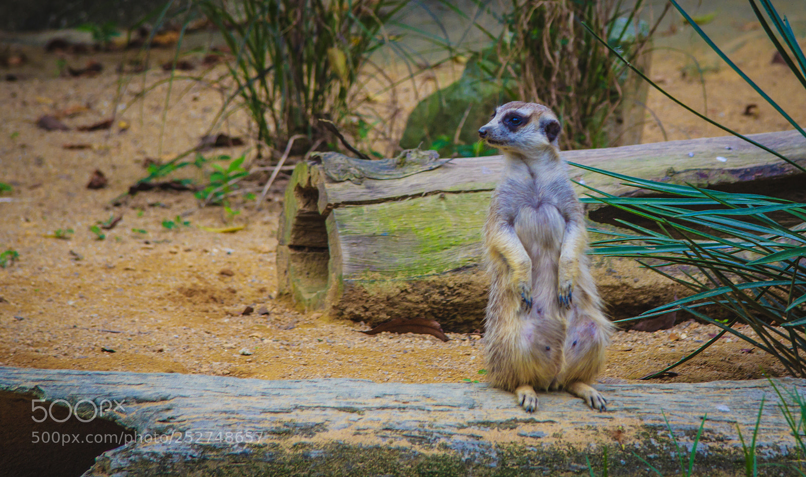 Canon EOS 60D sample photo. Meet meerkat! photography