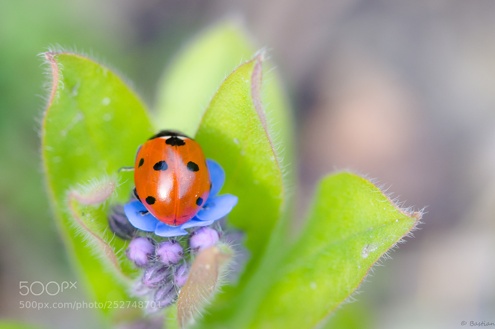 Nikon D7200 sample photo. Ladybird photography