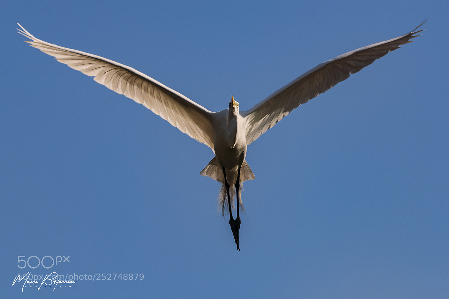Nikon D810 sample photo. Wings photography