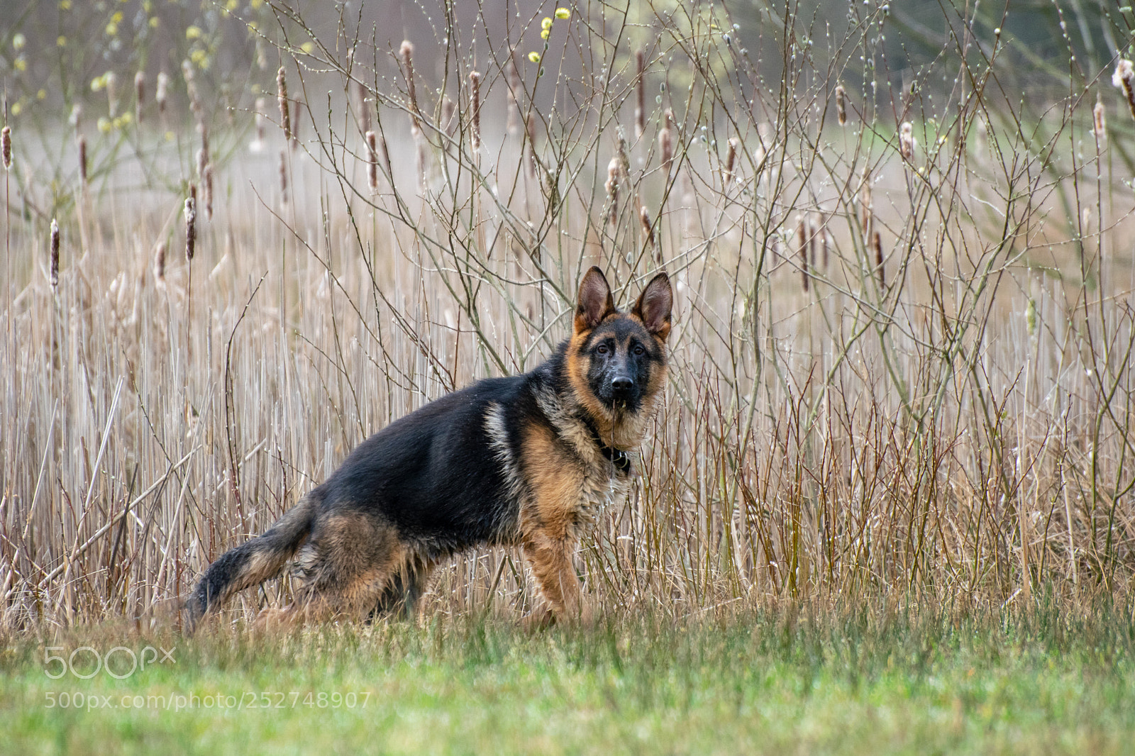 Nikon D5300 sample photo. Taco look! photography