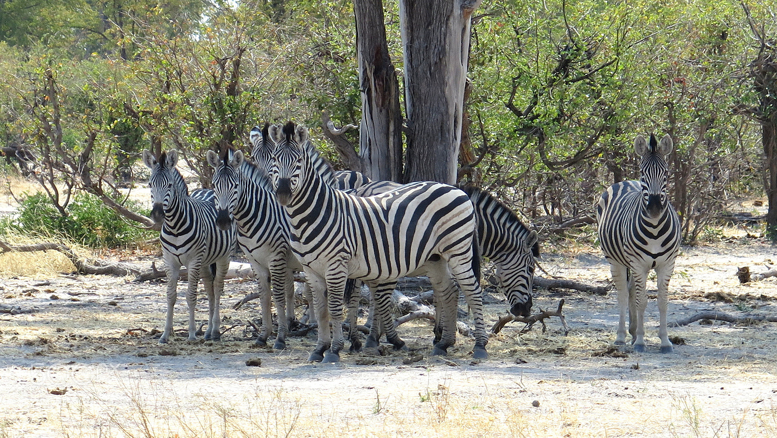 Canon PowerShot G16 sample photo. Botswana photography