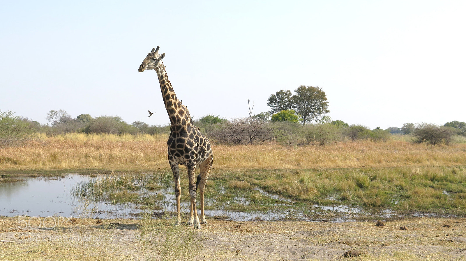 Canon PowerShot G16 sample photo. Botswana photography