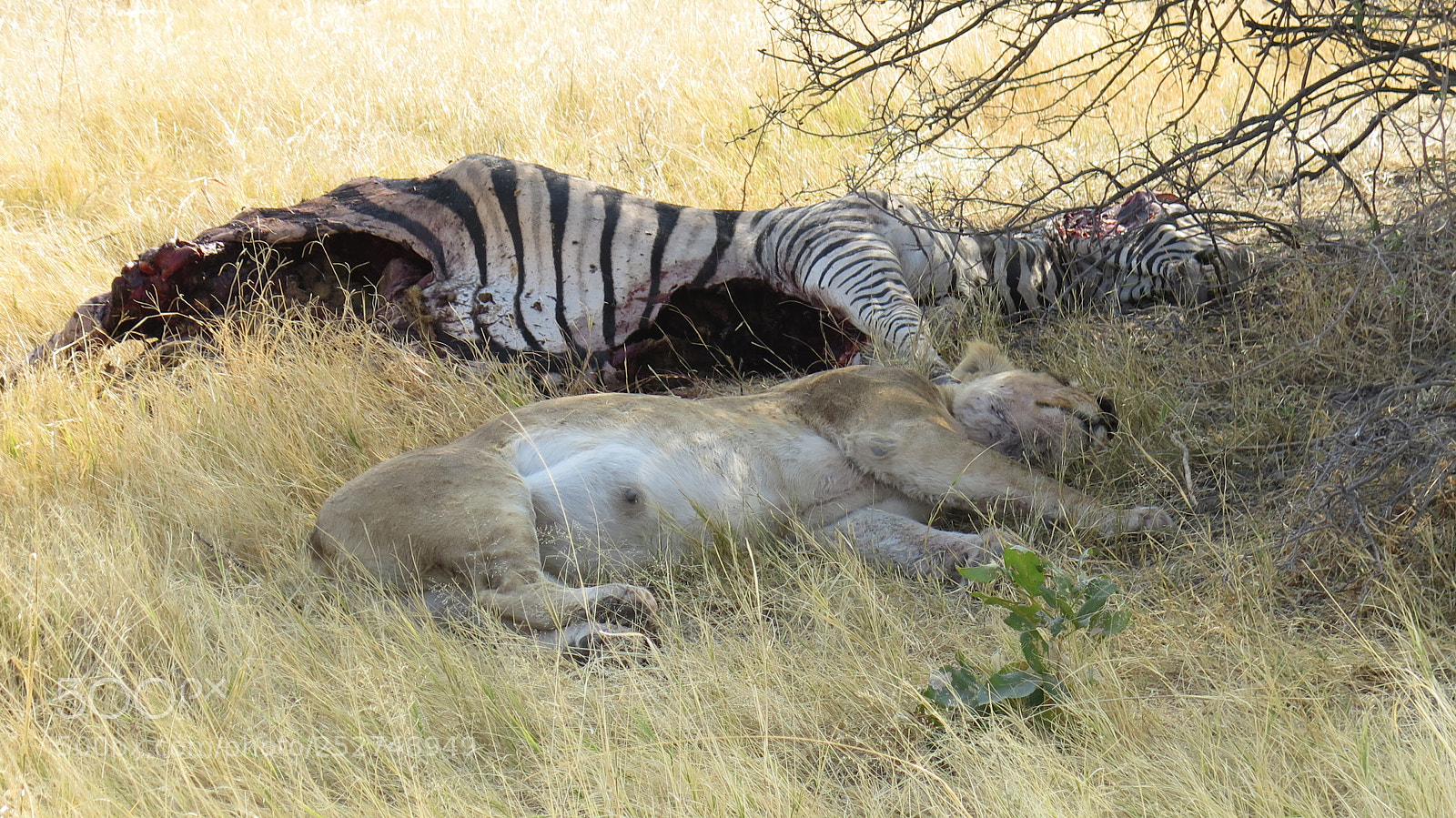 Canon PowerShot G16 sample photo. Botswana photography