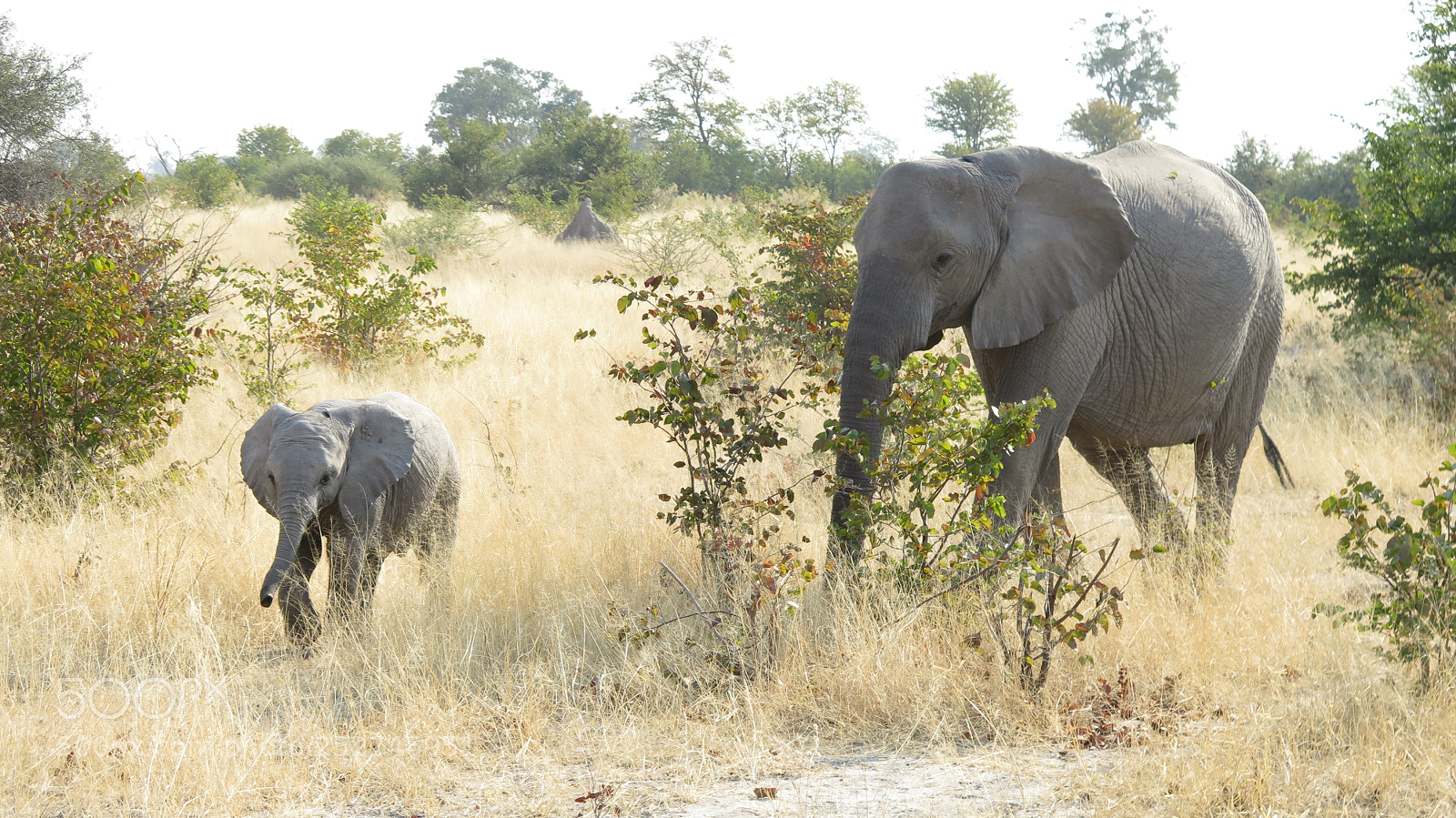 Canon PowerShot G16 sample photo. Botswana photography