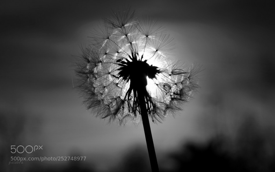 Samsung NX300 sample photo. ... photography