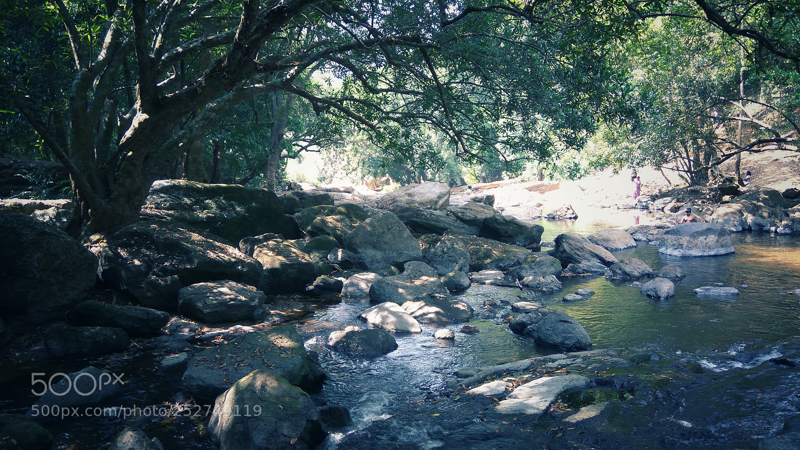 Xiaomi Redmi Note3 sample photo. Forest photography