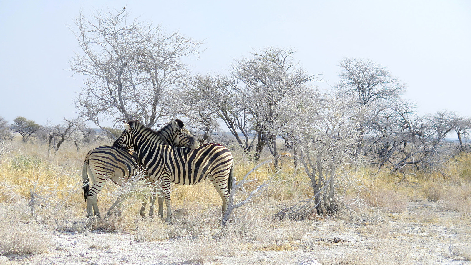 Canon PowerShot G16 sample photo. Namibia photography