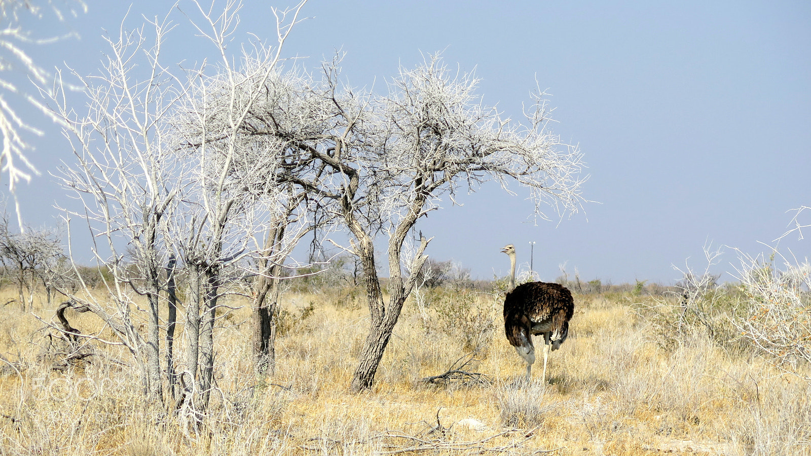 Canon PowerShot G16 sample photo. Namibia photography