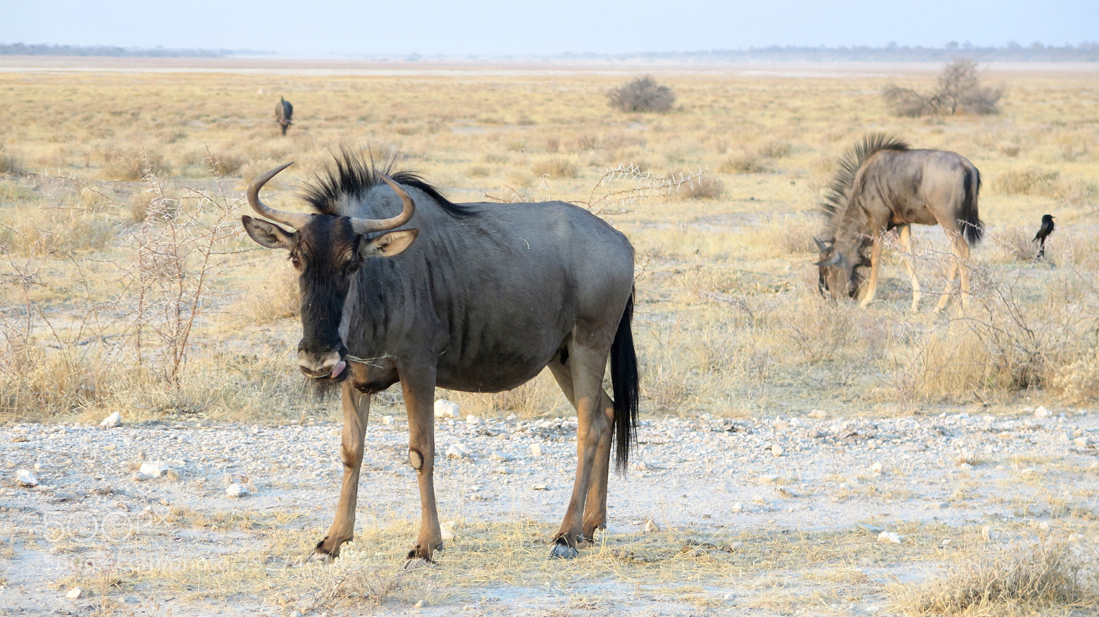 Canon PowerShot G16 sample photo. Namibia photography