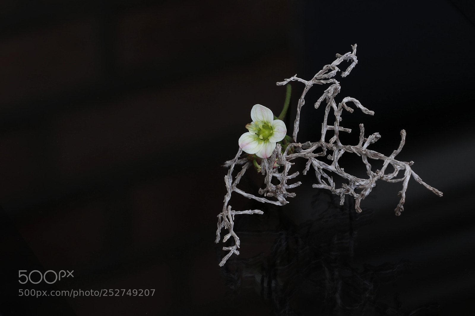 Canon EOS 80D sample photo. It's getting spring photography