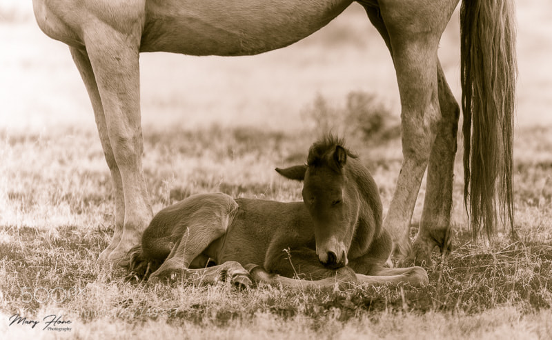 Nikon D500 sample photo. Wild horse foal photography