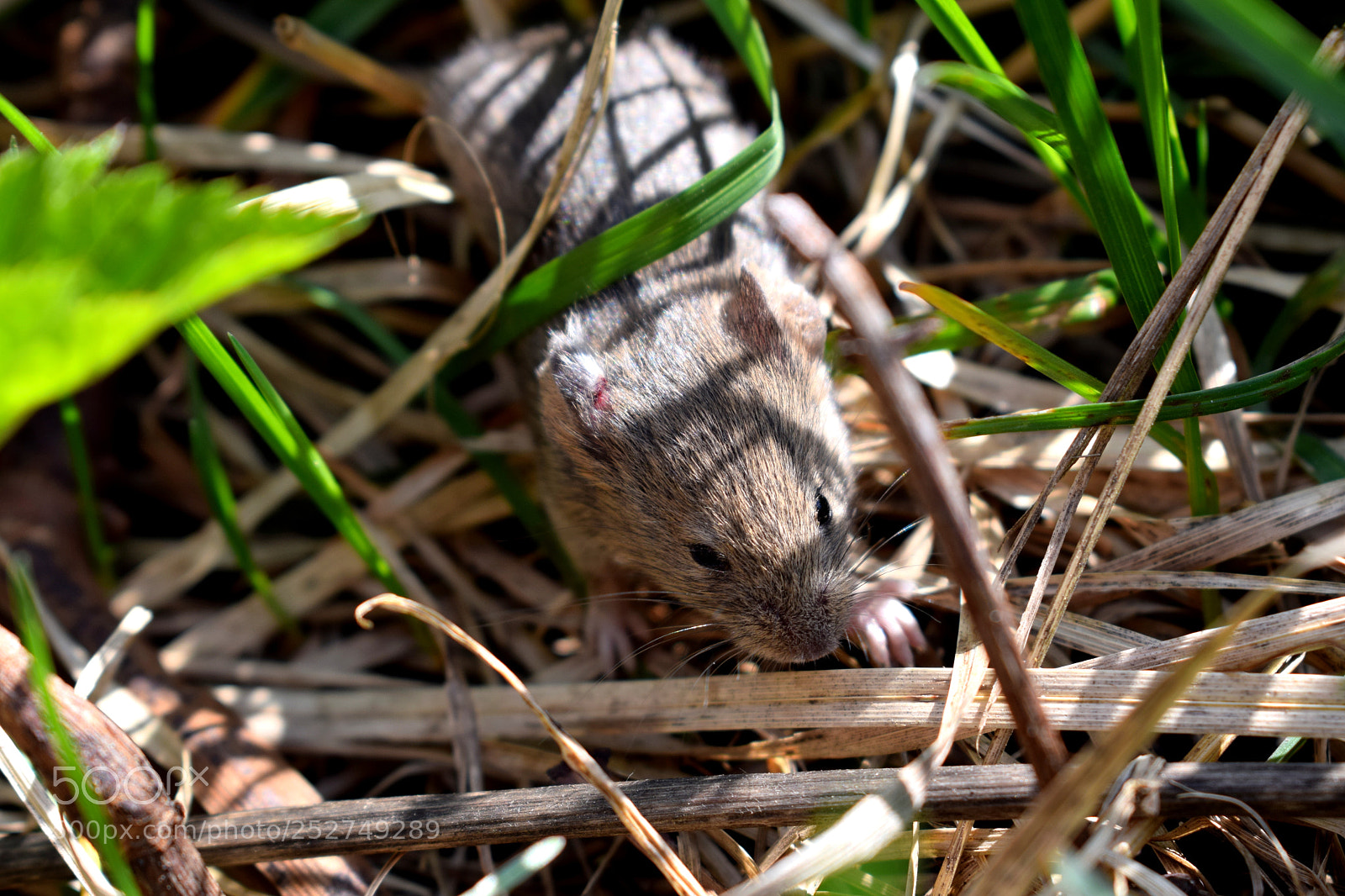 Nikon D3300 sample photo. Small mouse photography