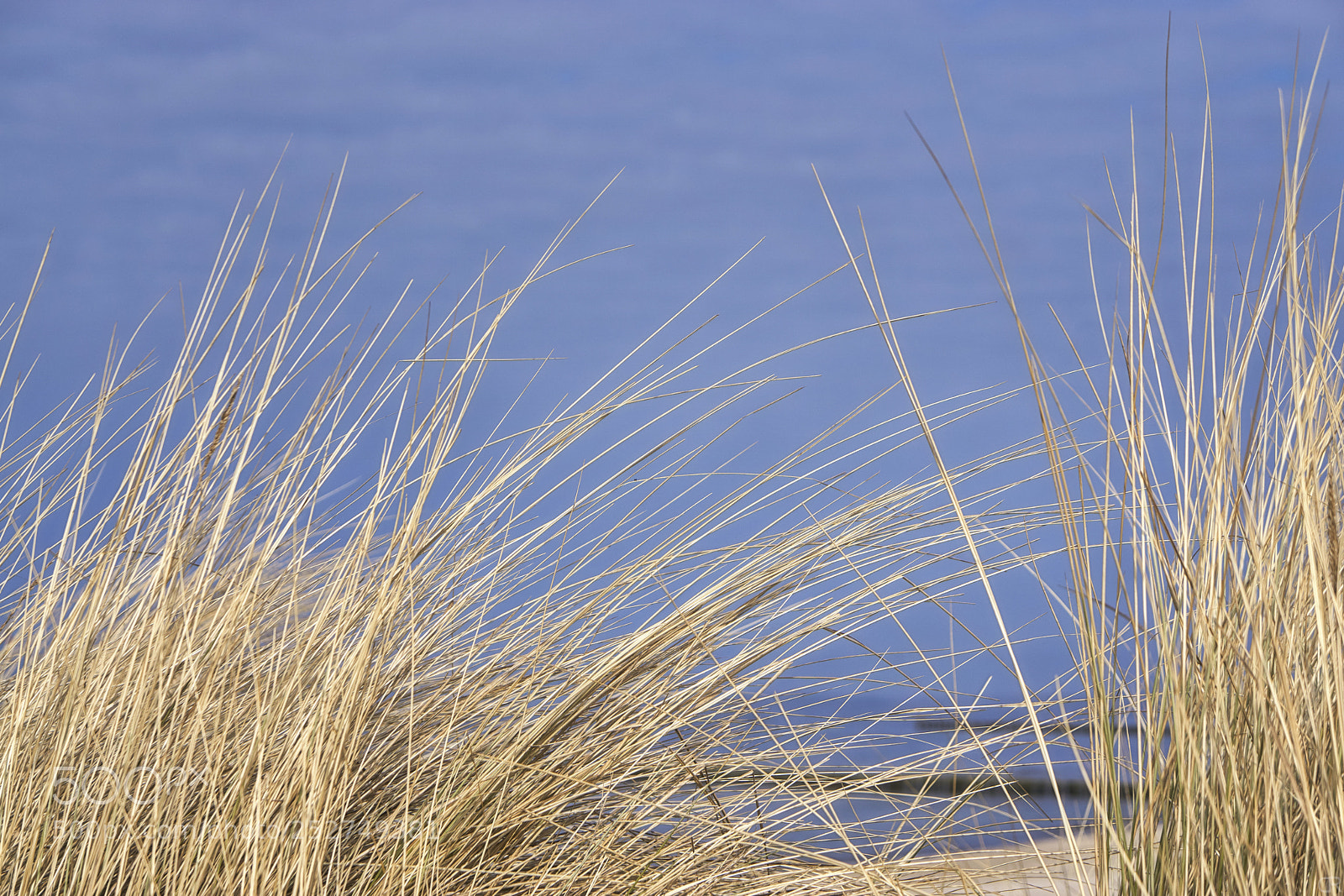 Sony a6000 sample photo. Dünengrass und blau photography