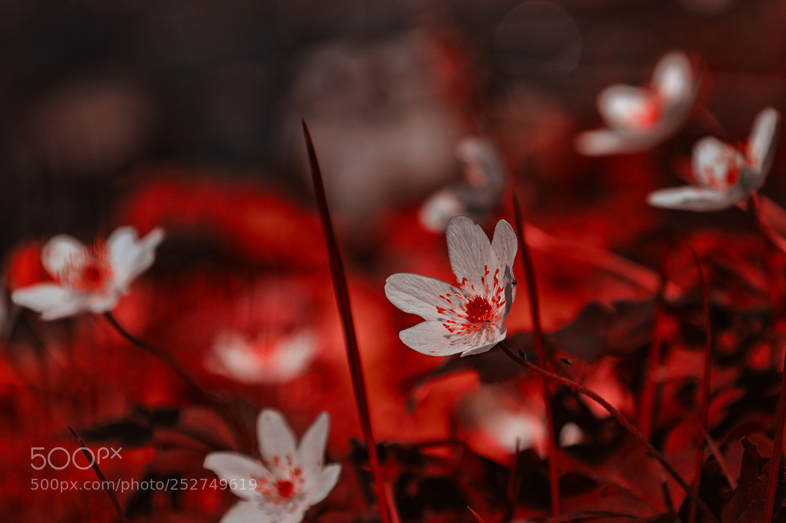 Canon EOS 7D Mark II sample photo. Awakening photography
