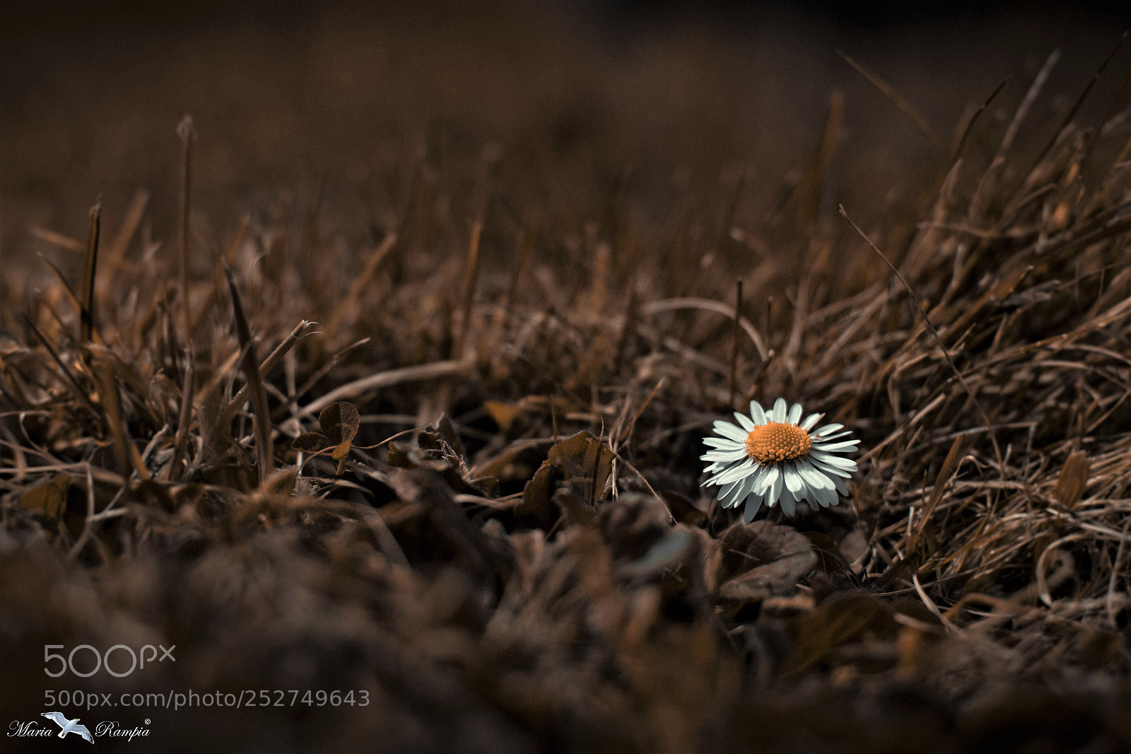 Canon EOS 70D sample photo. Spring detail photography