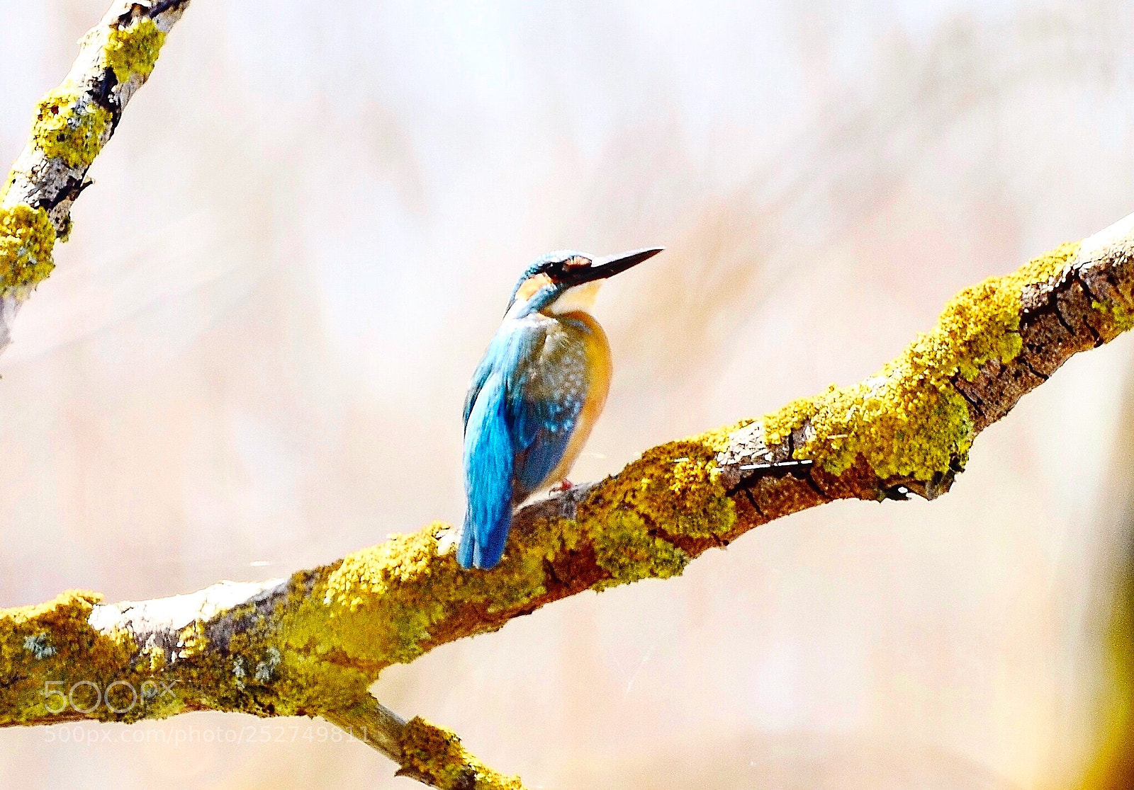 Nikon D7000 sample photo. Woodpecker photography