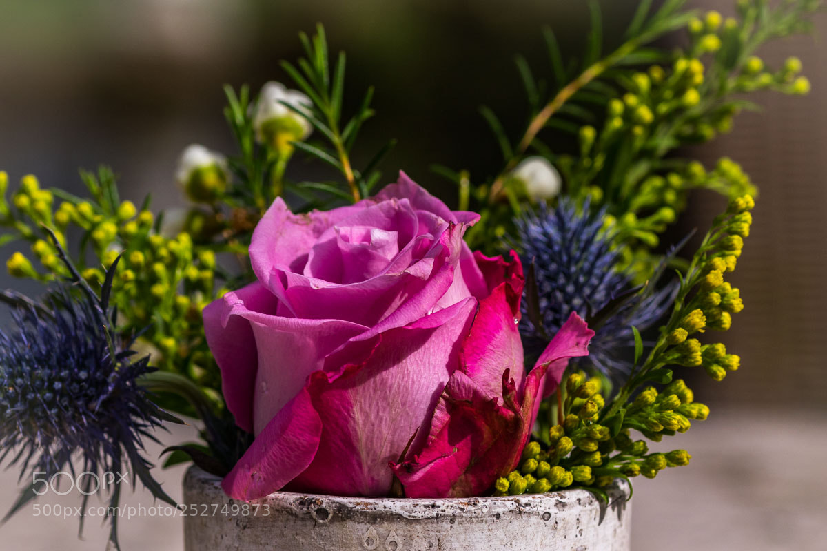 Canon EOS 800D (EOS Rebel T7i / EOS Kiss X9i) sample photo. Macrobloemen photography