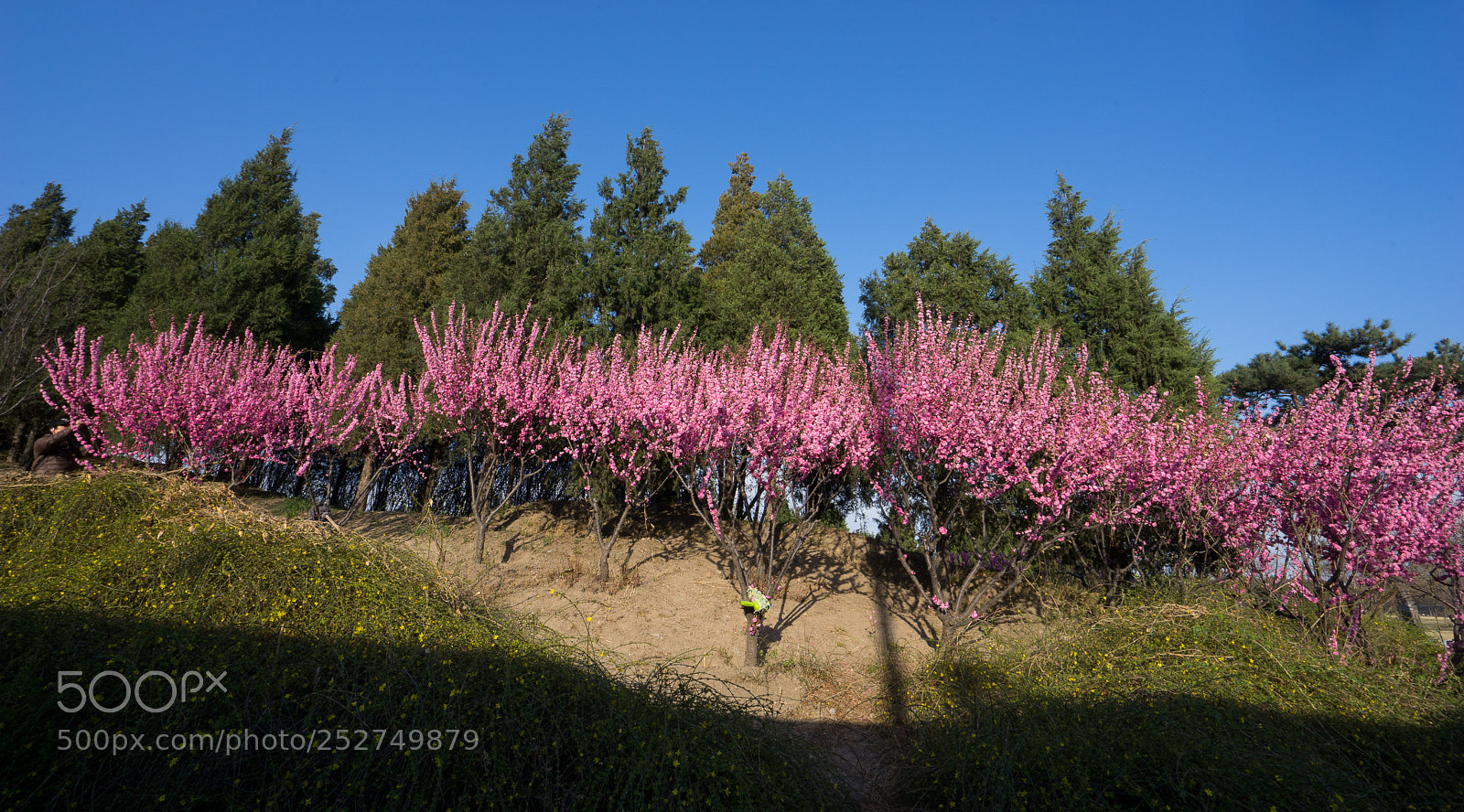 Sony a7 sample photo. Colorful spring #2 photography