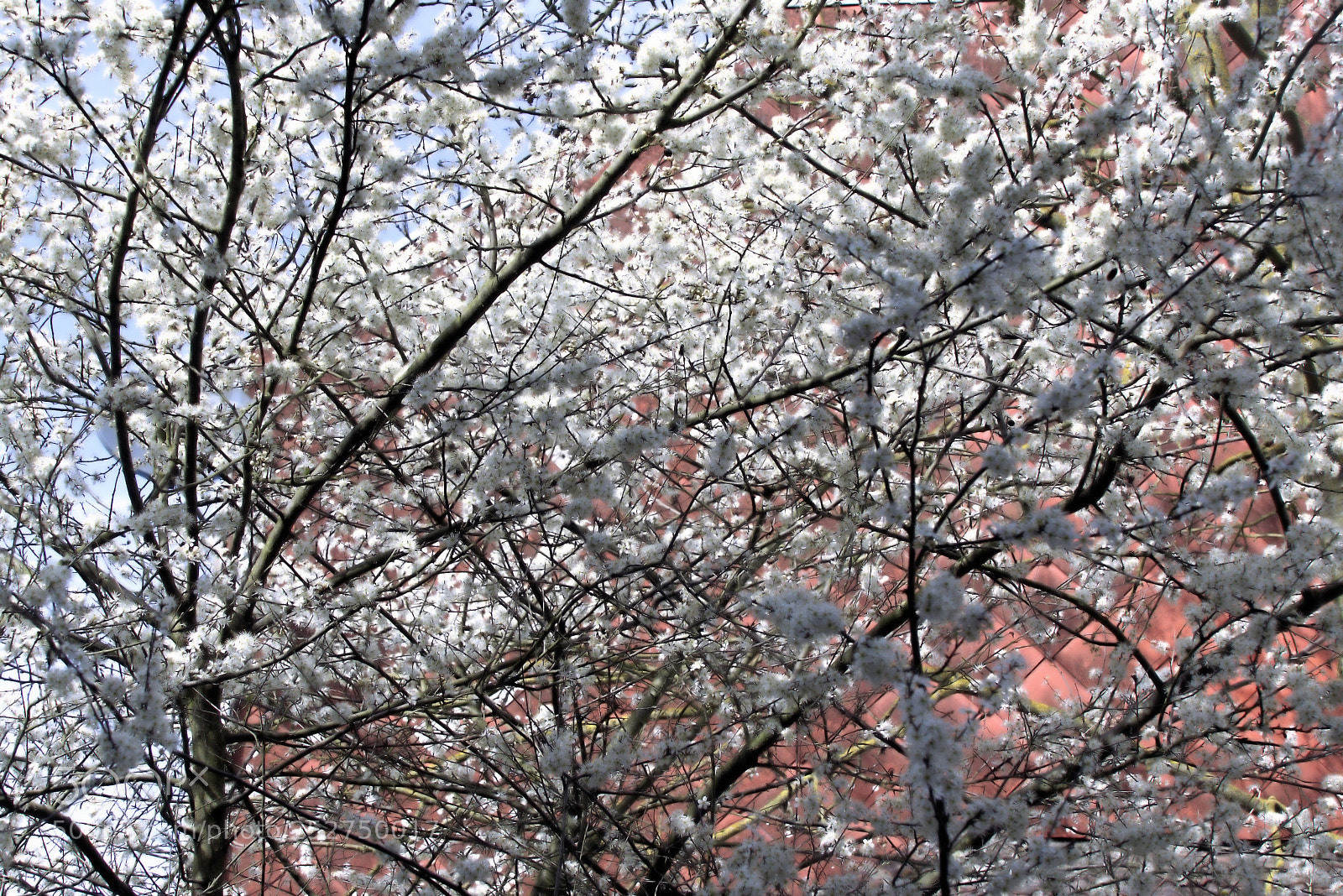 Panasonic Lumix DMC-FZ1000 sample photo. () photography