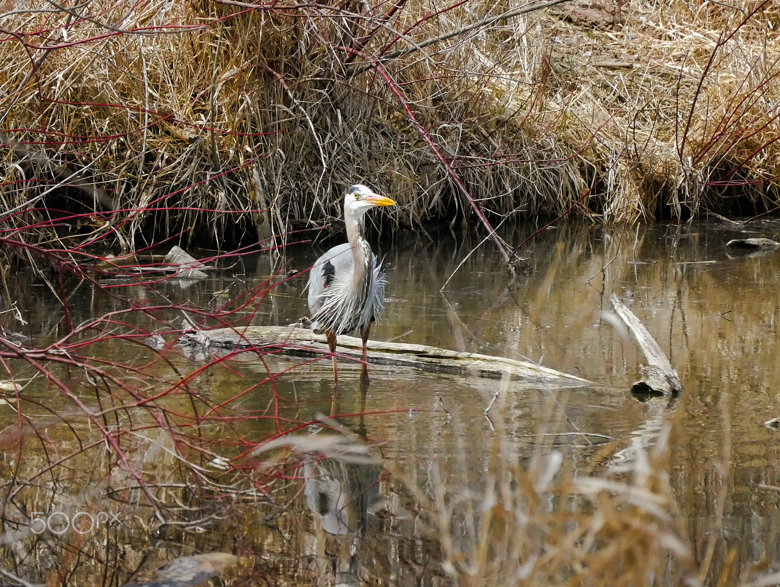 Panasonic Lumix DMC-GX85 (Lumix DMC-GX80 / Lumix DMC-GX7 Mark II) sample photo. Great blue heron photography