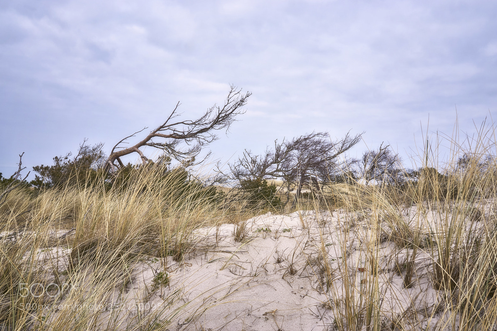 Sony a6000 sample photo. Ostseedüne mit ast photography