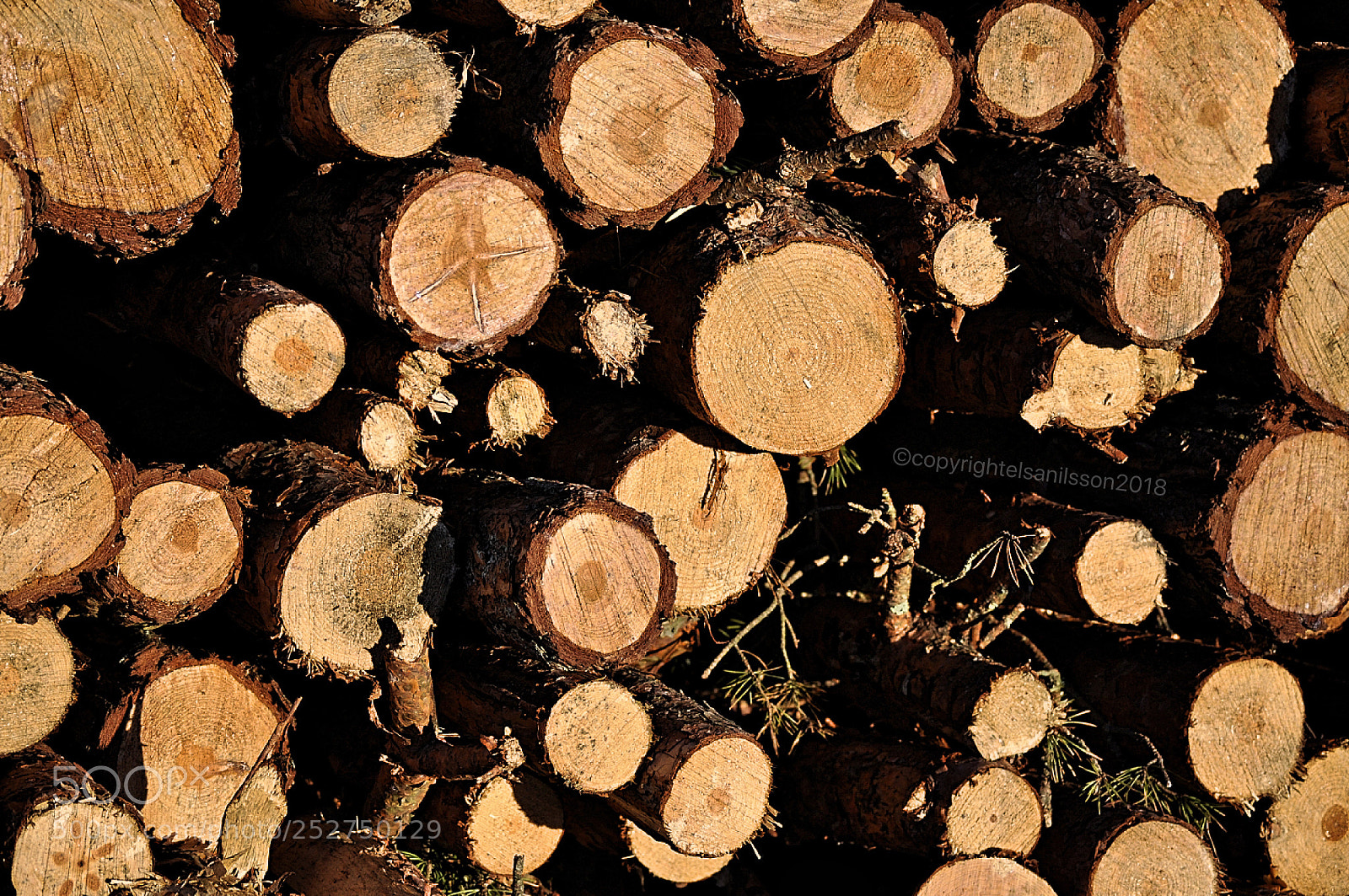 Nikon D5000 sample photo. Woodpile photography