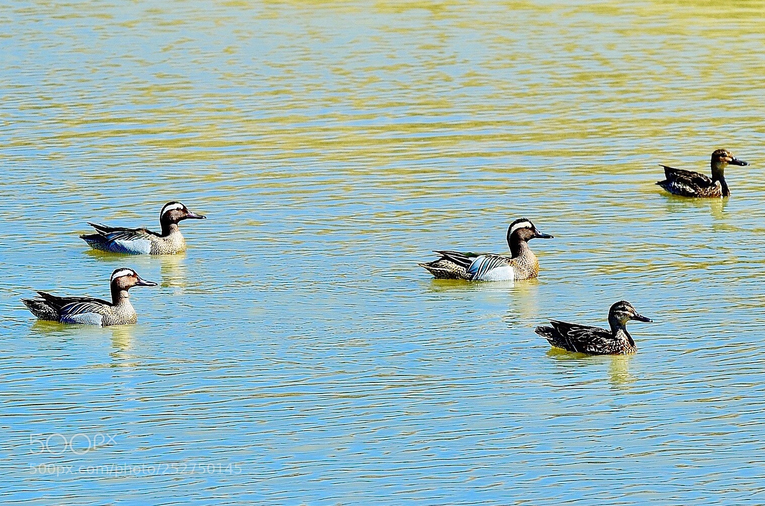 Nikon D7000 sample photo. Duck family at sarikum photography