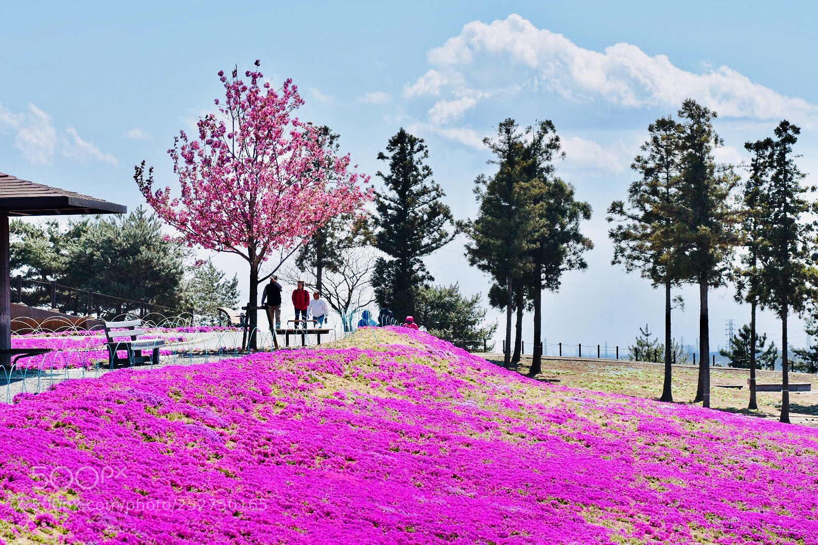 Nikon D7200 sample photo. Phlox subulata photography