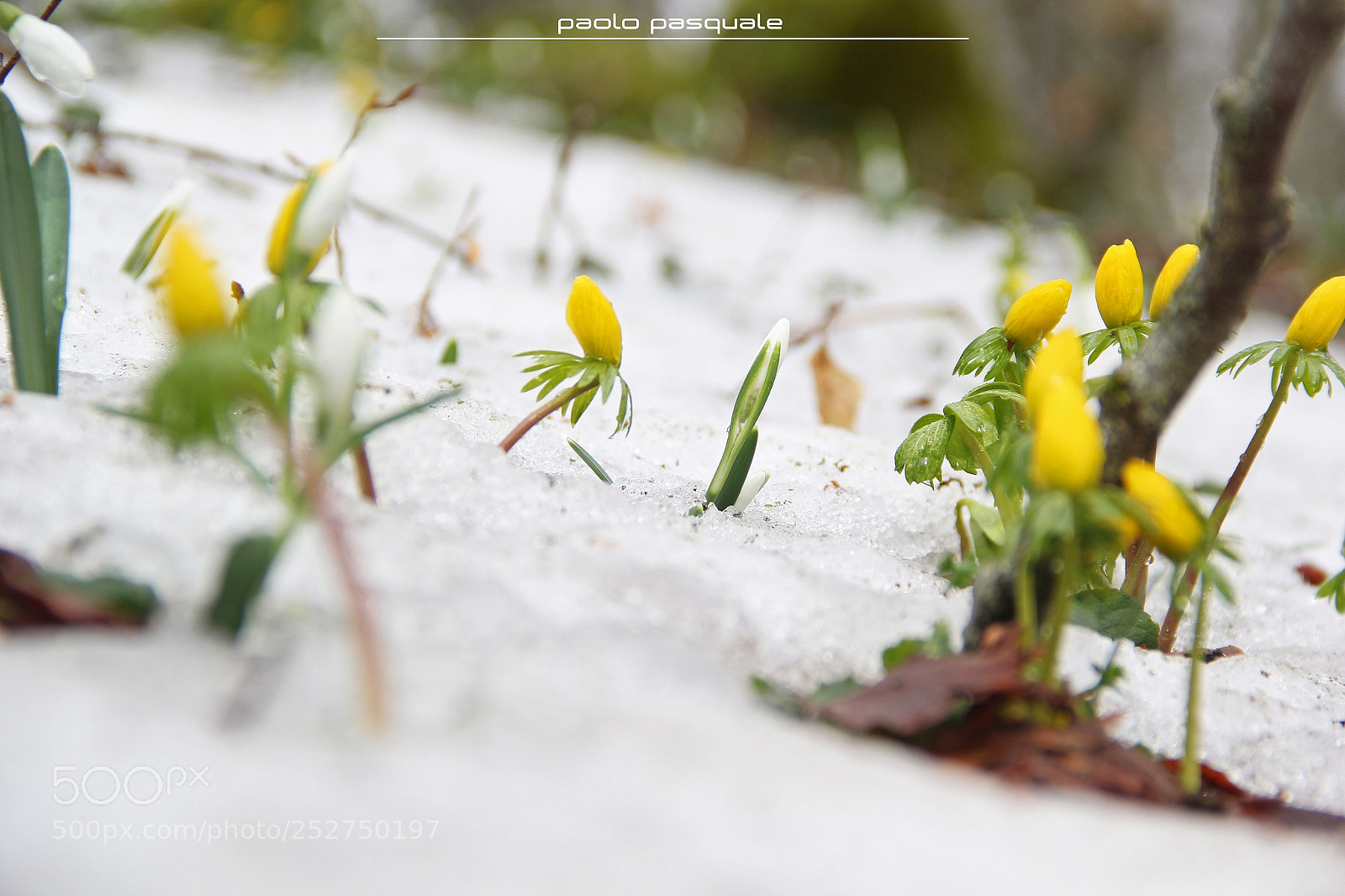 Canon EOS 60D sample photo. Little flowers photography