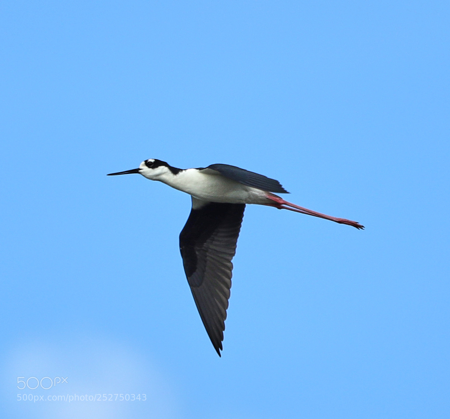 Canon EOS-1D X Mark II sample photo. 04-08-18-0010979.jpg photography