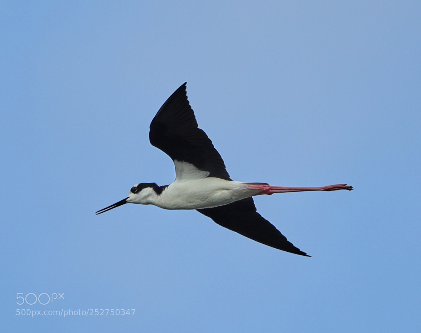 Canon EOS-1D X Mark II sample photo. 04-08-18-0010976.jpg photography