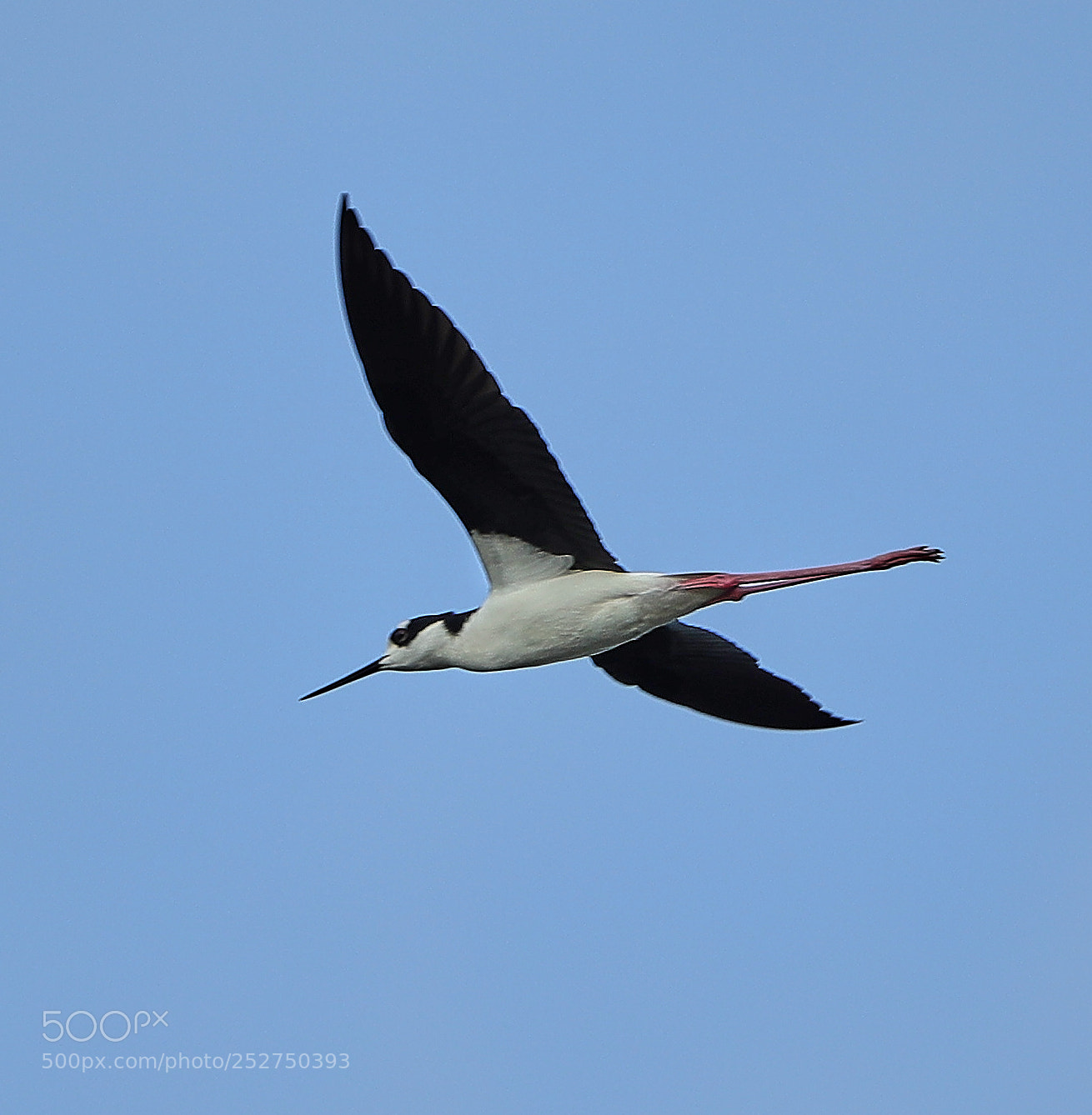 Canon EOS-1D X Mark II sample photo. 04-08-18-0010974.jpg photography