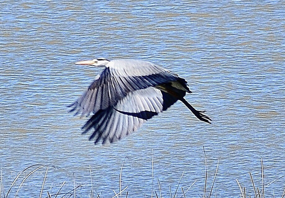 Nikon D7000 sample photo. Flying  heron at sarikum photography