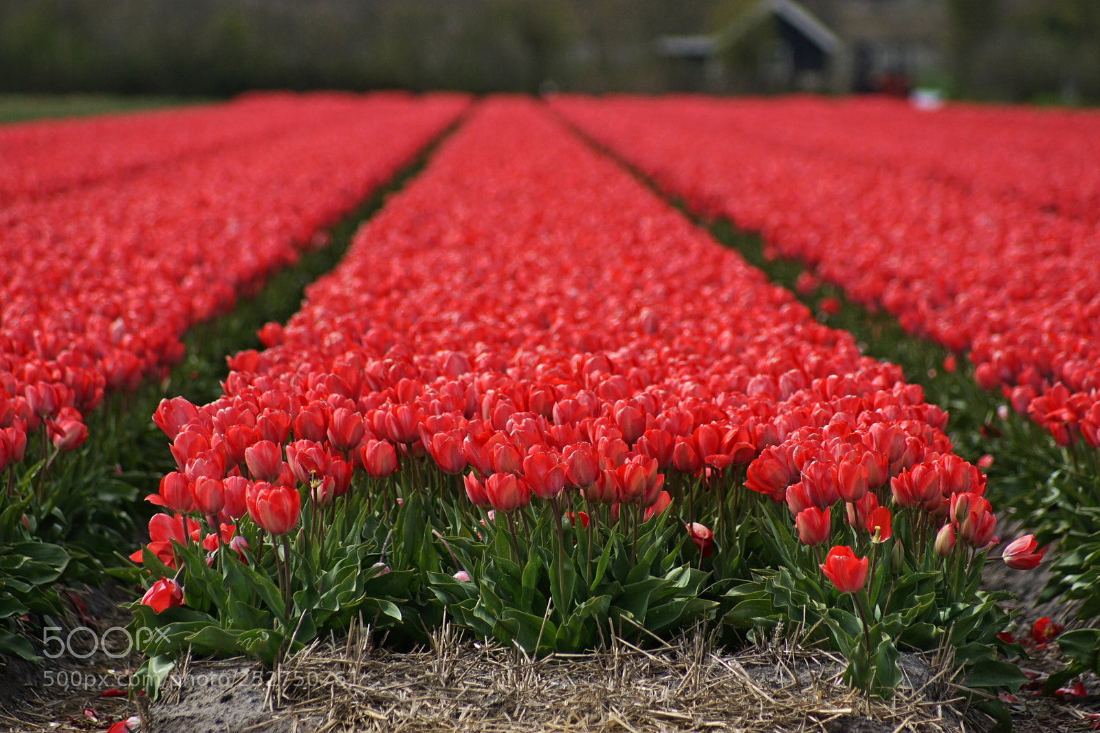 Sony ILCA-77M2 sample photo. Tulpenland photography