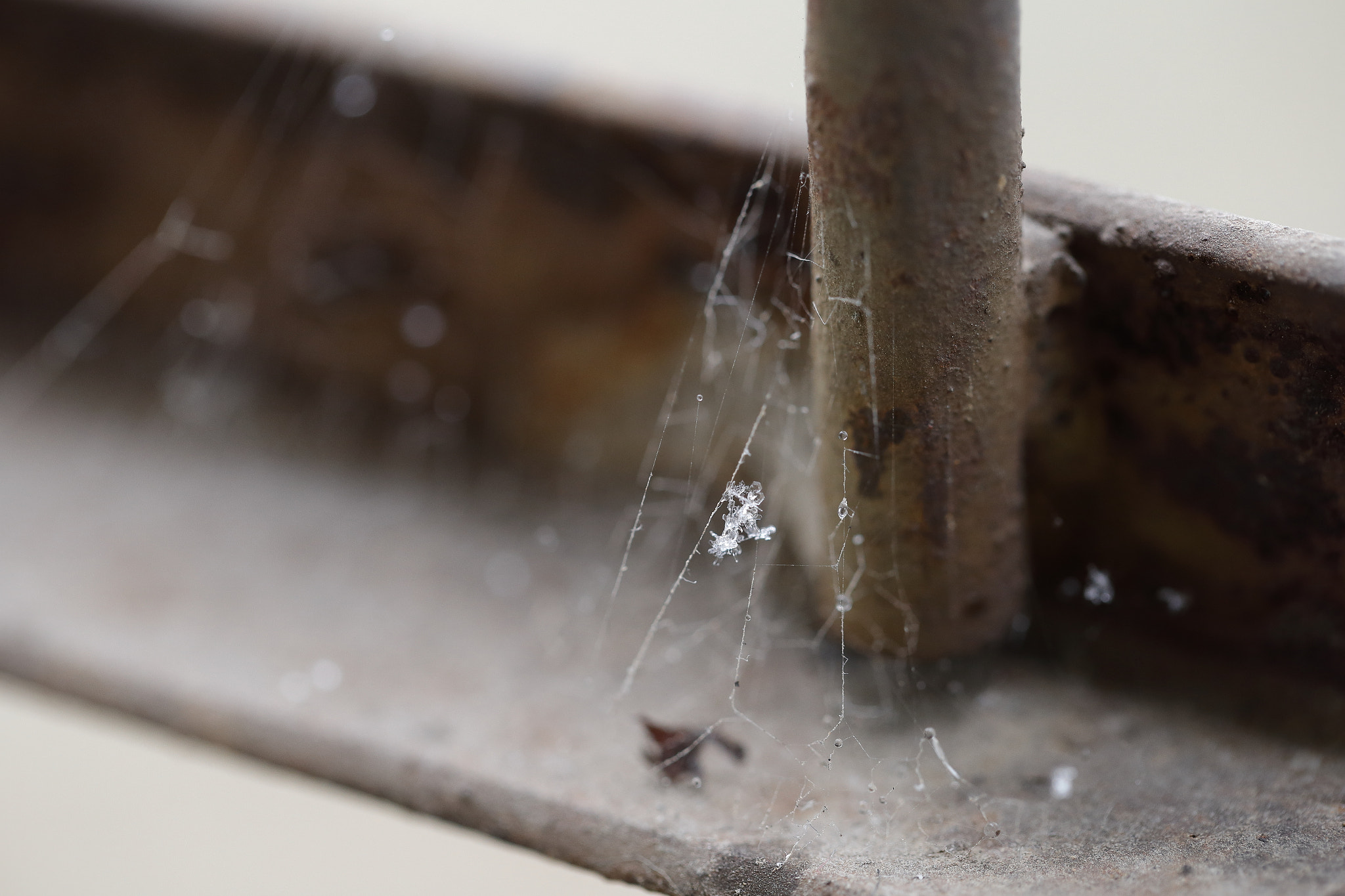 Canon EF 100mm F2.8L Macro IS USM sample photo. Snowflake on a web photography