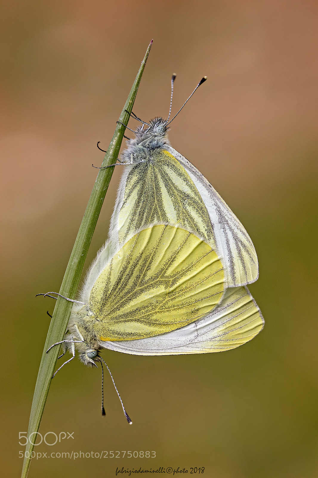 Canon EOS 7D Mark II sample photo. Green-veined white photography