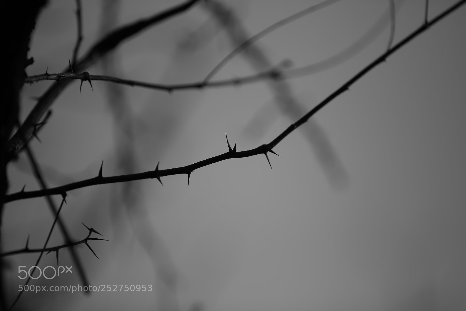 Canon EF 70-200mm F2.8L IS II USM sample photo. Thorn photography