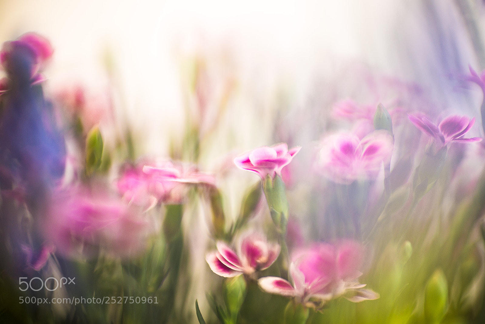 Leica M (Typ 240) sample photo. Frühlingserwachen-awakening of spring photography