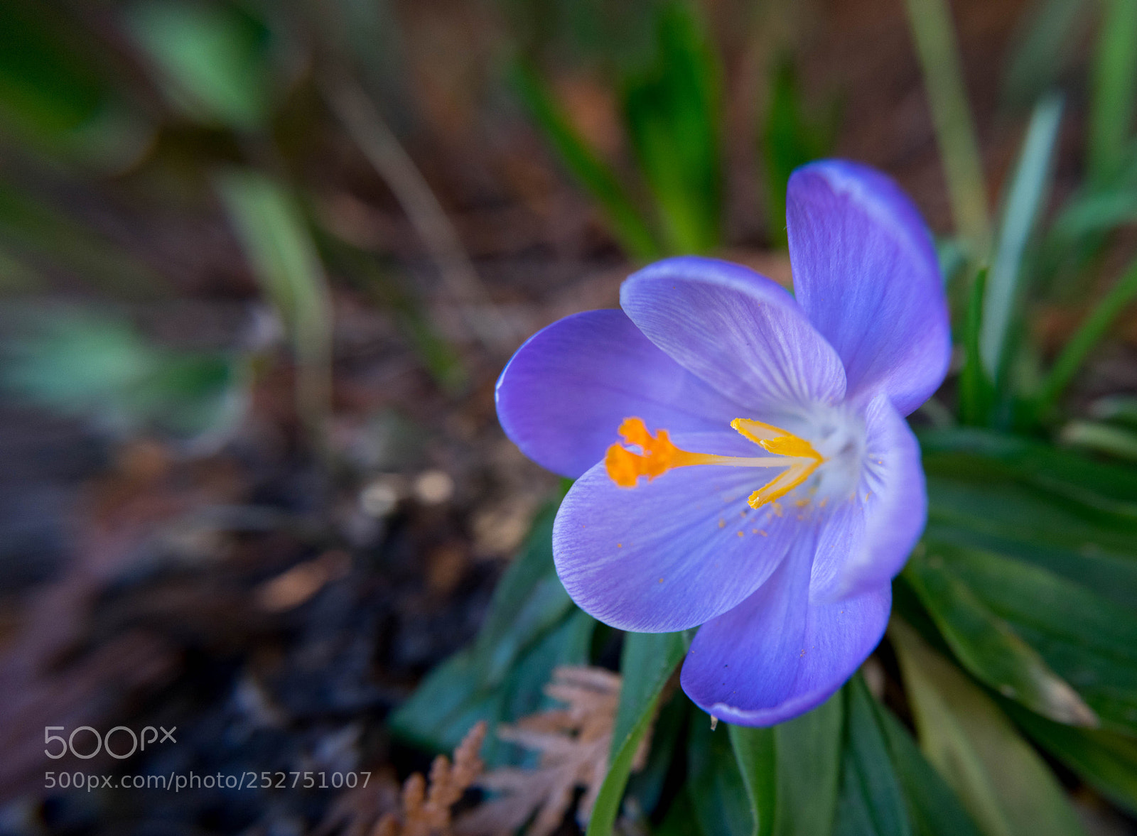 Sony a7R sample photo. Frühling photography