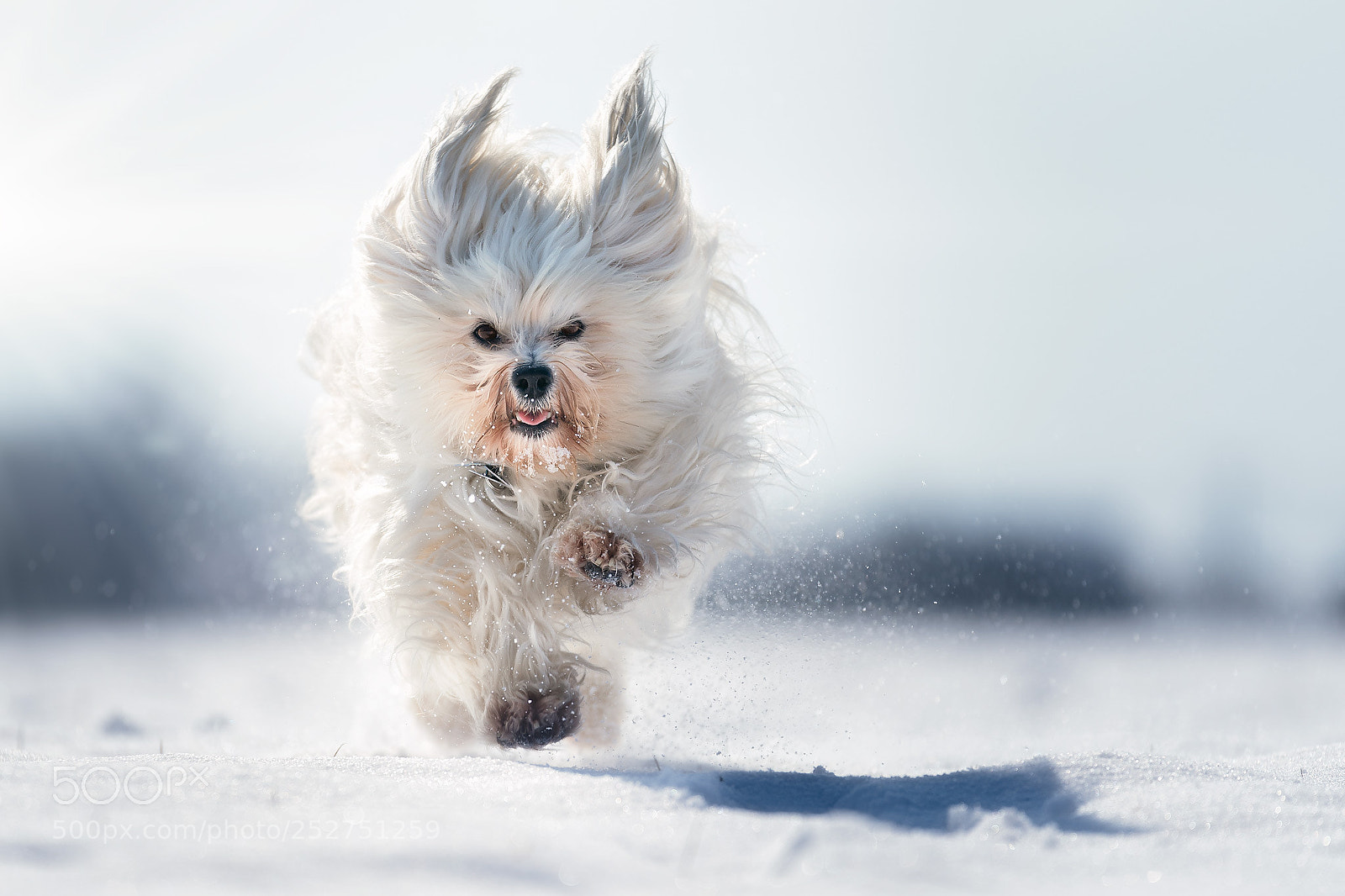 Sony a9 sample photo. Mika im schnee photography