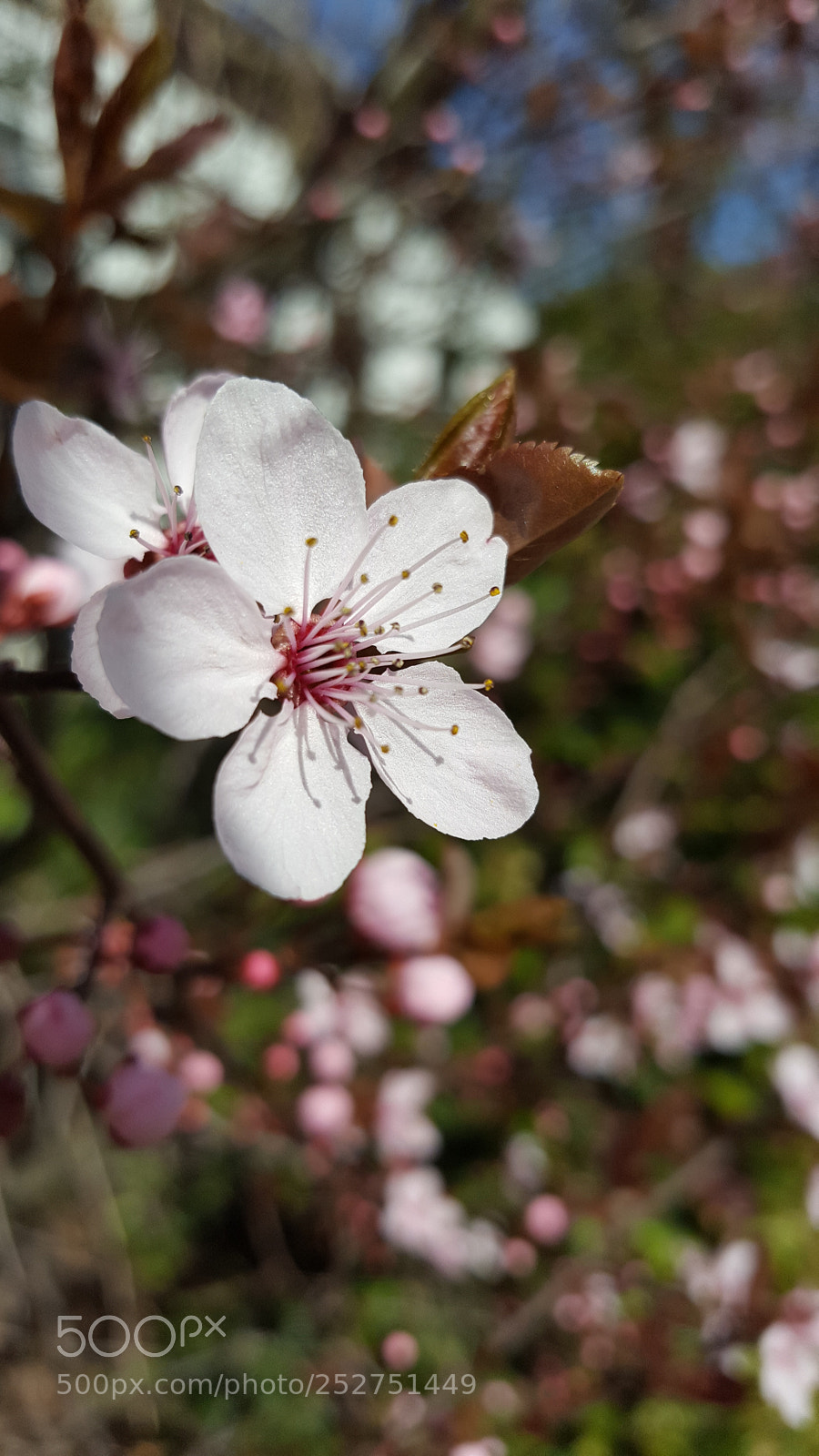 Samsung Galaxy S6 sample photo. Untitled photography