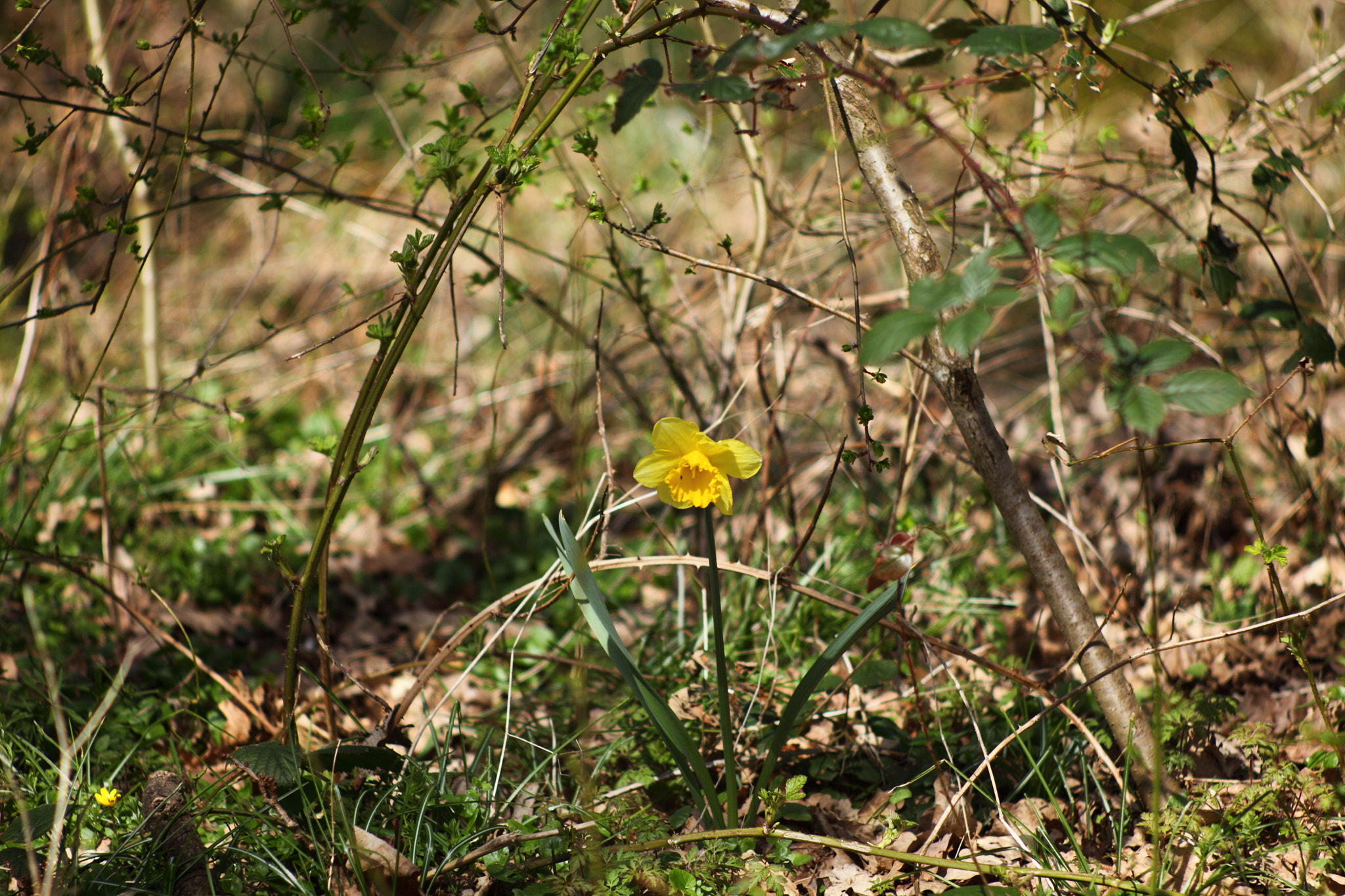 Canon EF 35-80mm f/4-5.6 sample photo. Spring in the wood photography