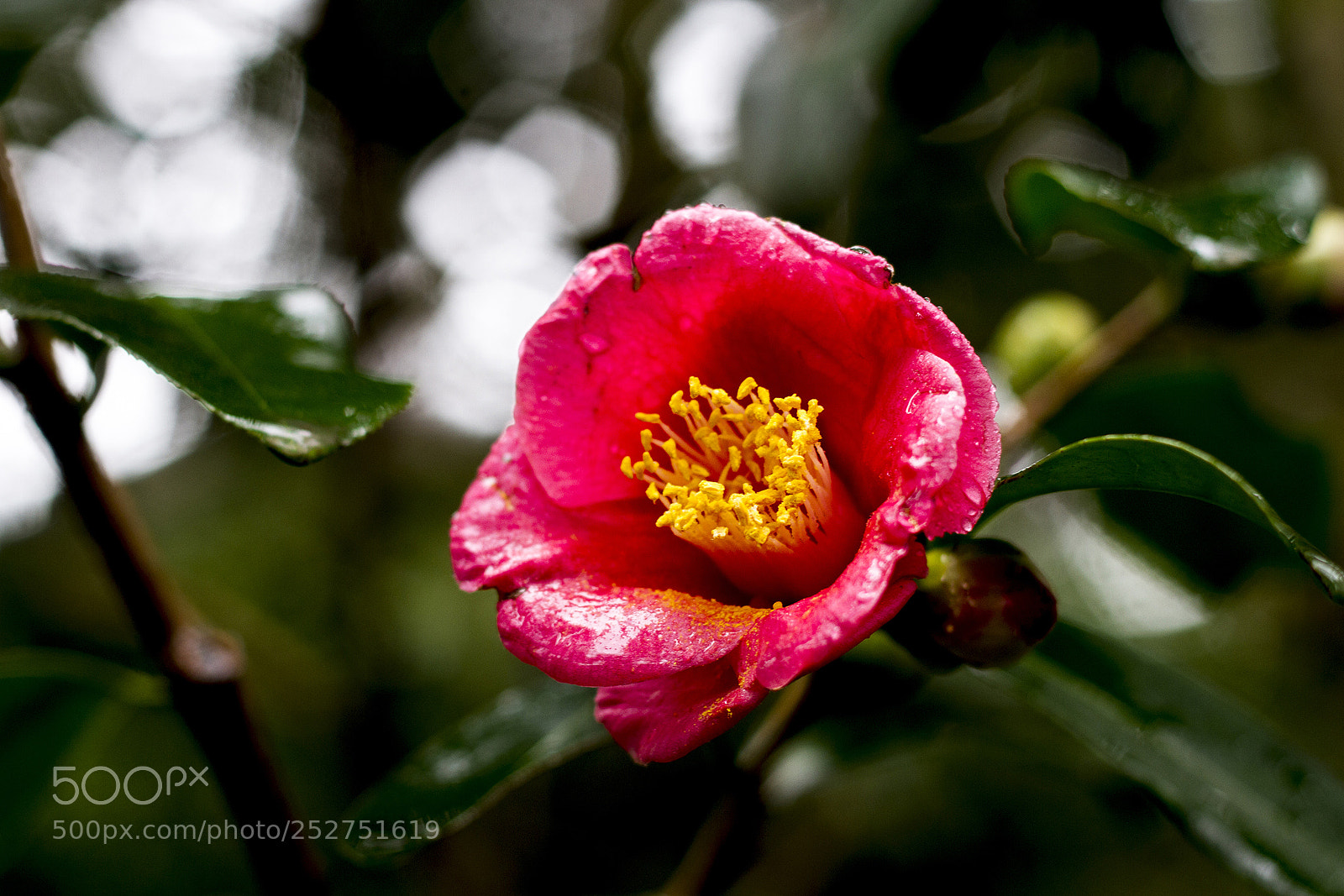 Canon EOS 7D sample photo. 椿 photography