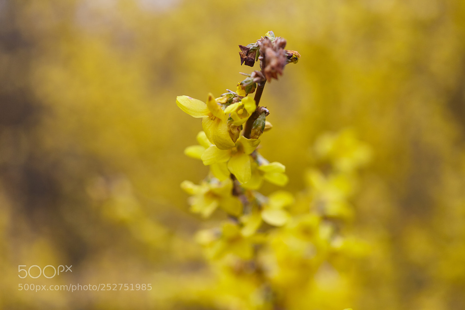 Canon EOS 5D Mark II sample photo. Yellow flowers photography