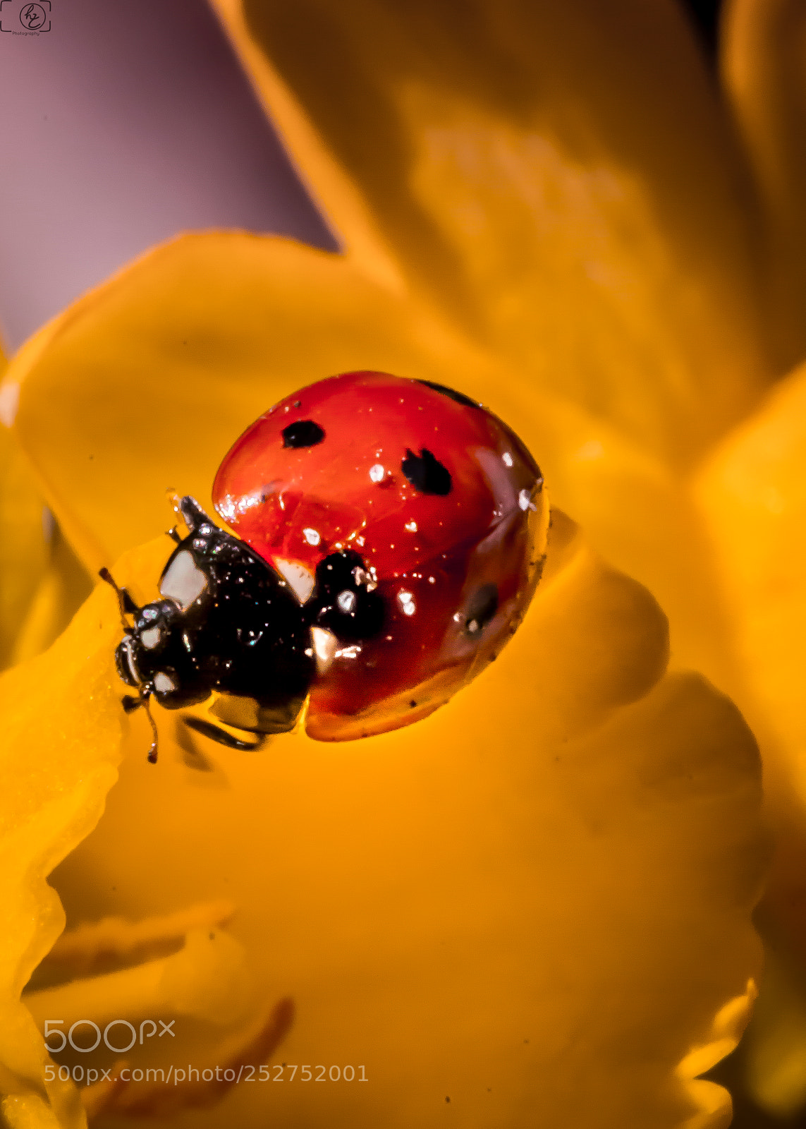 Canon EOS 70D sample photo. Ladybeetle middle photography
