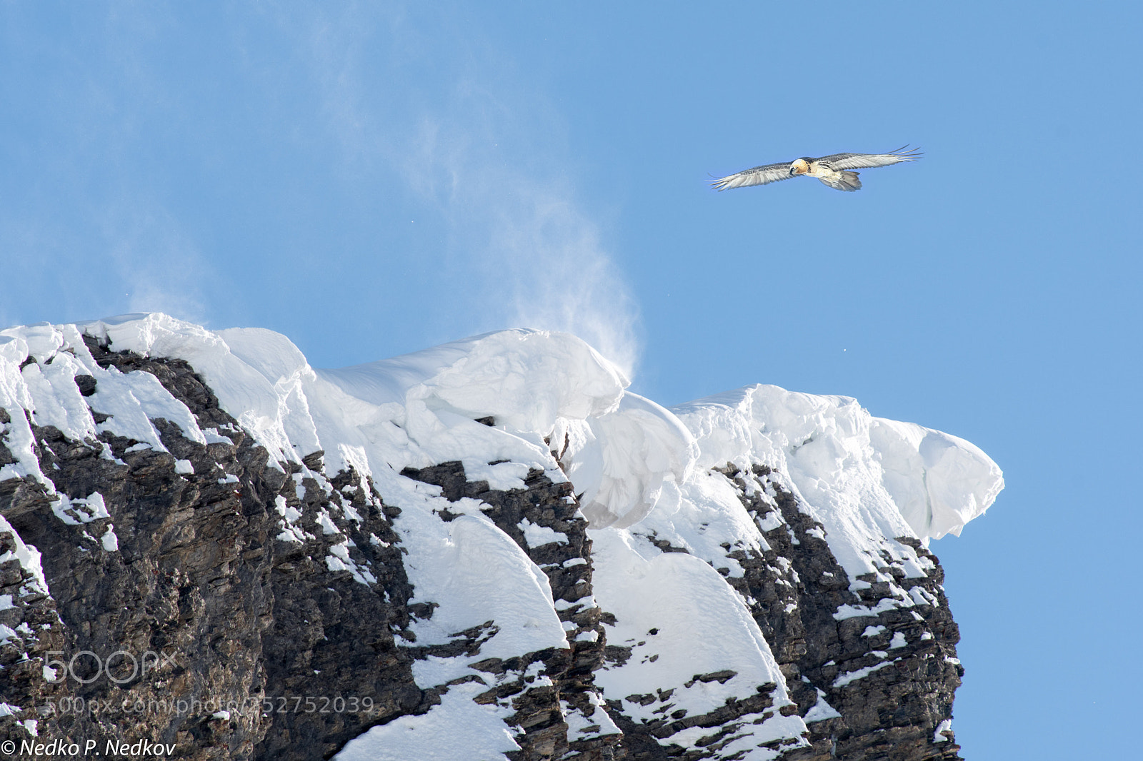 Nikon D500 sample photo. King of the air photography