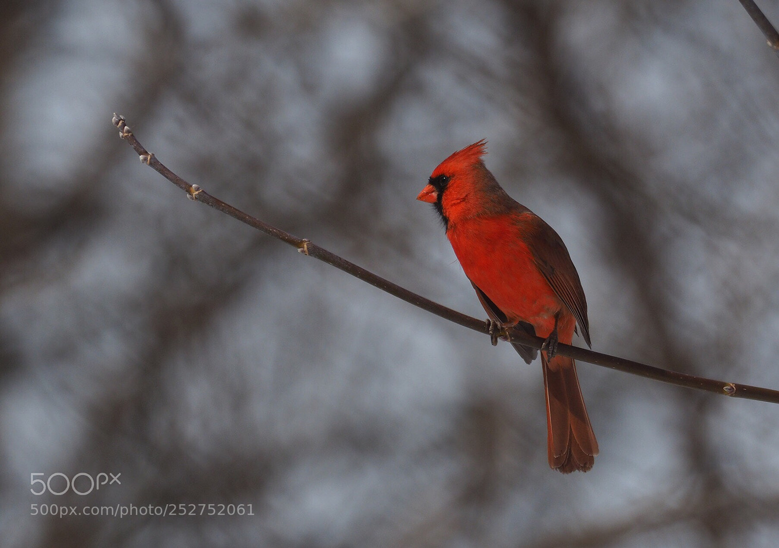 Olympus OM-D E-M5 II sample photo. The cardinal photography