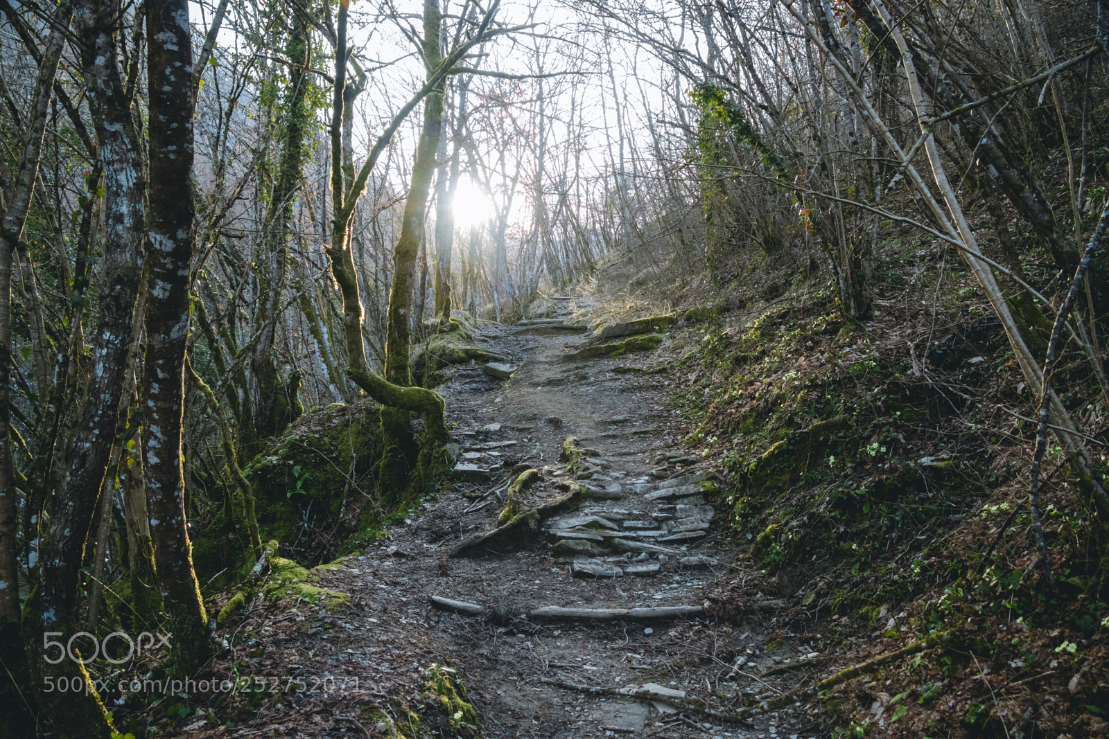 Canon EOS 200D (EOS Rebel SL2 / EOS Kiss X9) sample photo. Path in the forest photography